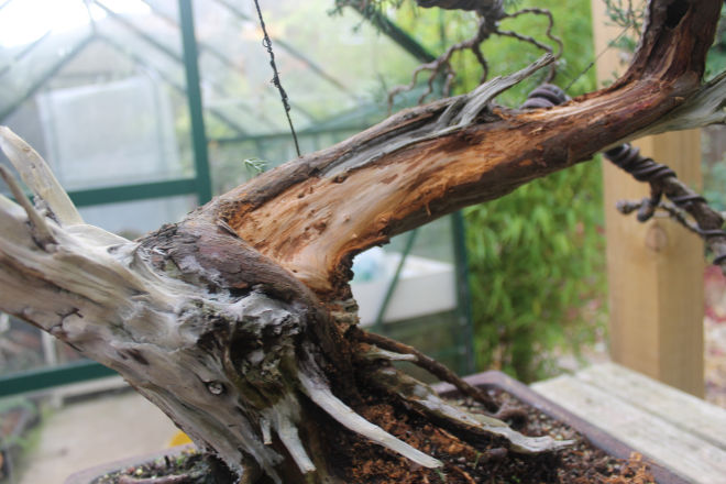 san jose juniper bonsai